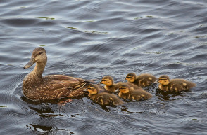Az Audi a példakép - Miskolcon is sztrájkolnak az autóipari dolgozók