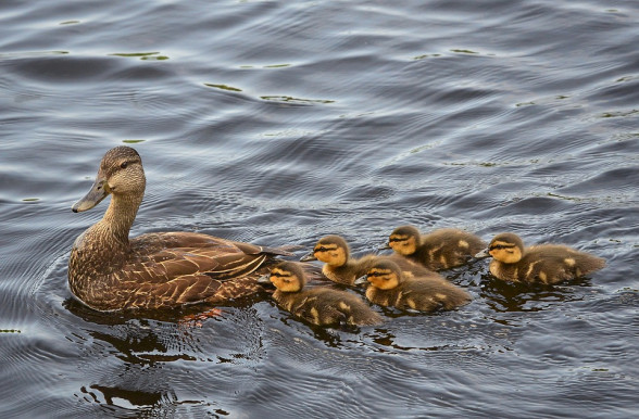 Az Audi a példakép - Miskolcon is sztrájkolnak az autóipari dolgozók