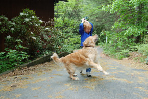 Szereti a kutya a gyerekeket?