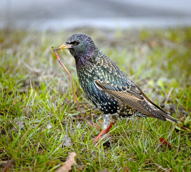 Május 22.: A Magyar természet napja és a Biológiai sokféleség nemzetközi napja