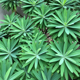 Ingyen füves cigit adnak az oltásért – nem nálunk, Washington államban