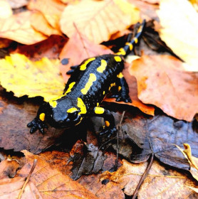 Nem engedik ledózerolni a Szalamandra-völgyet