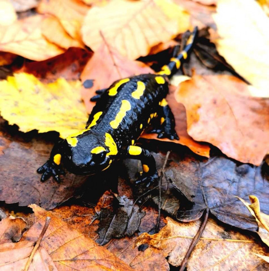 Nem engedik ledózerolni a Szalamandra-völgyet