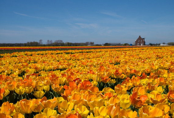 „Túl sok volt az ihlet”