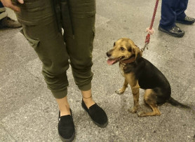 Kijárási korlátozás: másfél millió kutyatartó lehet utcán este 8 után