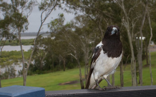 Halálos madártámadás