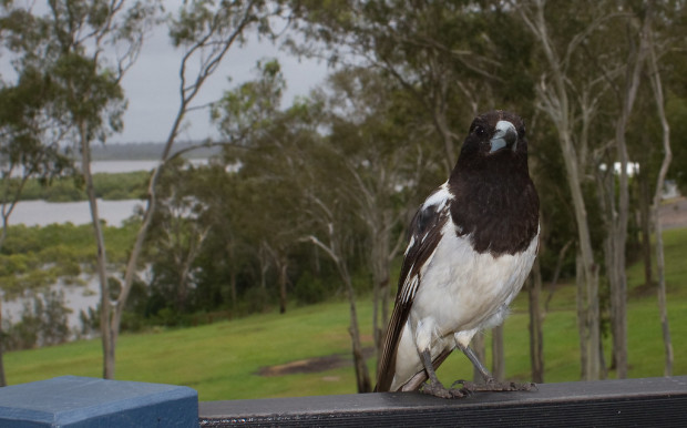 Halálos madártámadás