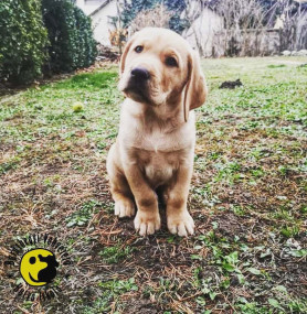 Mit jelent egy vakvezető kutya a nemlátóknak?