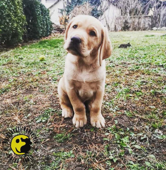 Mit jelent egy vakvezető kutya a nemlátóknak?