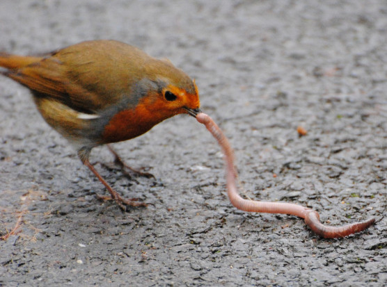 Kár, hogy nem elég cuki a giliszta
