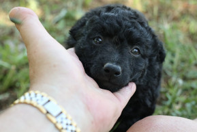 A virtuális valóságtól a kutyavilágig