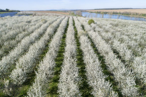 Kell a magyar gyümölcs, de nem minden áron