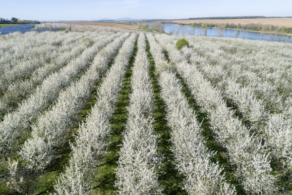 Kell a magyar gyümölcs, de nem minden áron