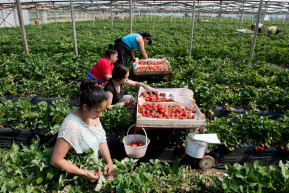 Érik a gyümölcs, egy része ott is rohad