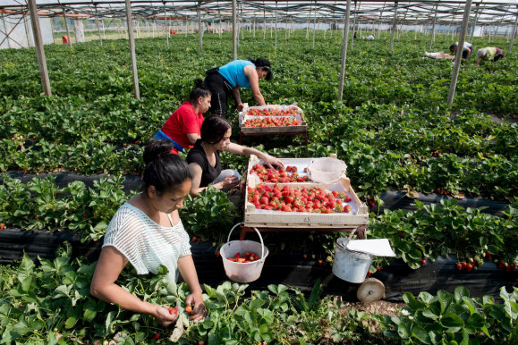 Érik a gyümölcs, egy része ott is rohad