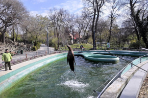 Állati rítusok, állati karantén