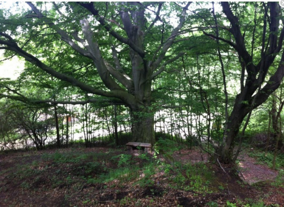 Önkormányzati földet játszottak át egy somogyi polgármester gyerekeinek