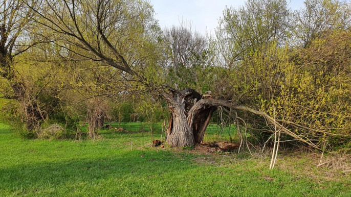 Lázár Júlia: Száműzetés