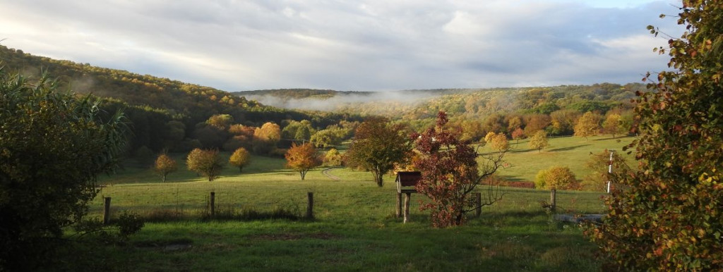 Mi lesz veled, Gyűrűfű?