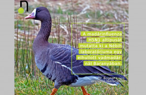 Ismét megjelent Magyarországon a madárinfluenza