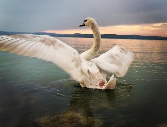 Ne etessük a vízimadarakat!