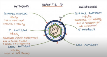 Július 28.: A hepatitisz világnapja