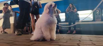 Egy héten belül kétszer várakoztatták meg az utasokat a Budapest-Szeged vonalon