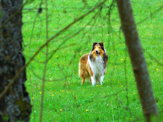 Lassie, Kántor és a többiek