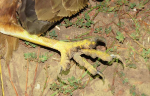 Segítsen megtalálni a madárgyilkost!