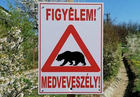 Medveveszélyt jelentettek Acsán