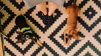 Többségében traumatizált, félős kutyákkal dolgozom