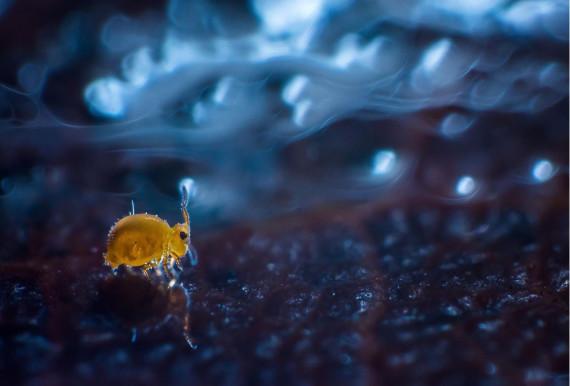 „A természet tárháza kimeríthetetlen, csak ott kell lenni és megörökíteni”