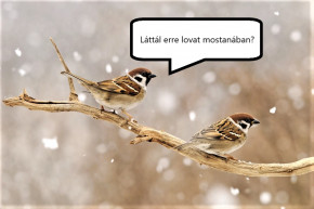 A ló meghal a verebek csipegetnek – Hardy Mihály jegyzete