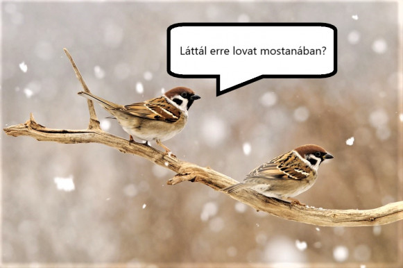 A ló meghal a verebek csipegetnek – Hardy Mihály jegyzete