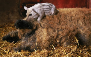 Díjazott kiemelkedő minőségű finomságok