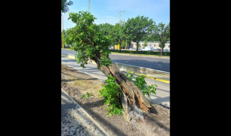 Hárommilliós kárt okozott az Alkotás úti fasorban egy Mészáros-cég
