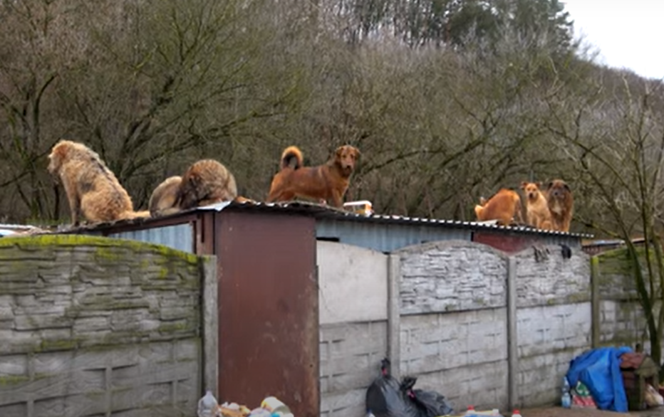 A második esély - Állatok és Megmentőik