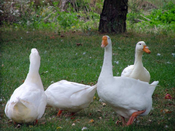 A CDU és az SPD is sokat veszített támogatásából Hessenben
