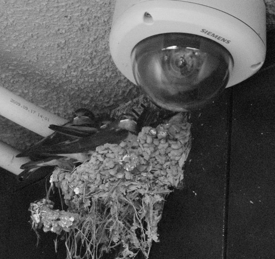 MME-szóvivő: Nem olyan rossz a fecskék helyzete