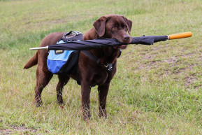 A kutyák agya nő a tenyésztéssel