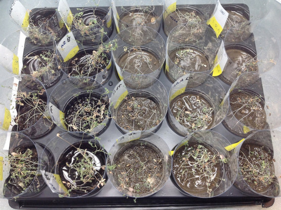 Utópia - A Palkovics-terv újabb részletei