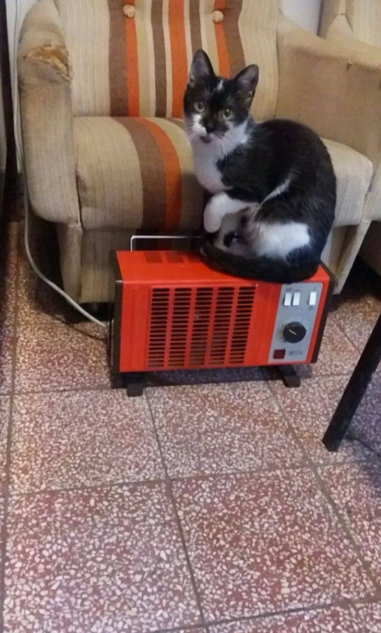 Veszélyben a nagy budapesti állatotthon