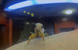 Ha nem elég óvatos a hím, prédának nézik, és megeszik