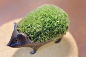 Kicsi a csíra, de erőssé tesz