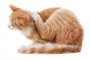 MSZP: Lesznek az ellenzékben, akik hamarosan vakarhatják a fejüket