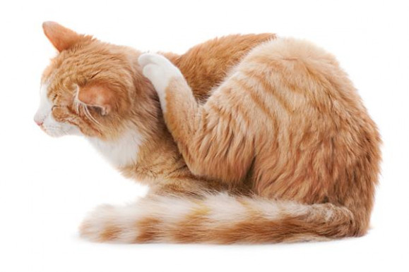 MSZP: Lesznek az ellenzékben, akik hamarosan vakarhatják a fejüket