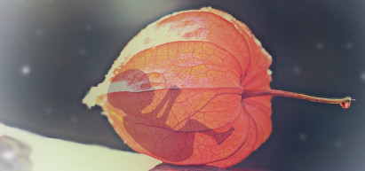 Kutató: Az ivarsejtek nélkül létrehozott embriók segíthetnek a vetélések megértésében