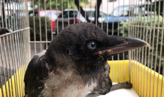 Lett egy varjúnk, Grafit