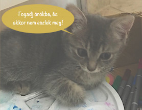 Gazdit kereső kiscicák az Állatbarátban