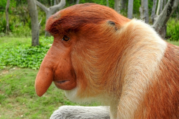 Az orr - Szénási Sándor jegyzete